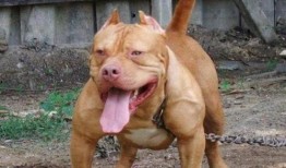 比特猛犬爆料视频大全下载