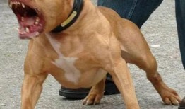 比特猛犬爆料视频大全下载