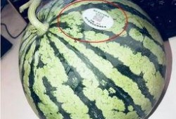 跪着吃瓜网红,网红新姿势引发网友热议