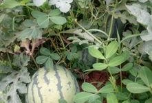 六月娱乐吃瓜季,年度吃瓜季大揭秘