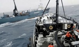 日本人捕鲸爆料视频,独家视频曝光残忍捕鲸过程