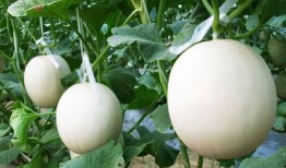 甜瓜娱乐场爆料君,揭秘明星幕后故事