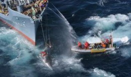 日本人捕鲸爆料视频,独家视频曝光残忍捕鲸过程