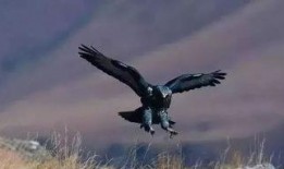 常州老鹰爆料事件视频,真相揭露与网络舆论风暴