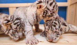 动物世界最新爆料,揭秘神秘生物新发现，探索未知生态奥秘