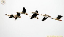 麻辣王子爆料视频大全集,揭秘幕后故事与精彩瞬间