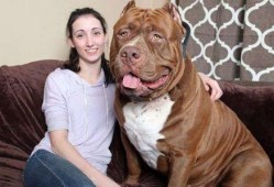 比特猛犬爆料视频大全下载