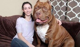 比特猛犬爆料视频大全下载