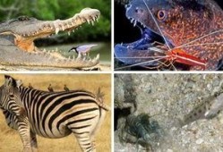 动物世界最新爆料,揭秘神秘生物新发现，探索未知生态奥秘