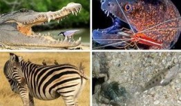 动物世界最新爆料,揭秘神秘生物新发现，探索未知生态奥秘