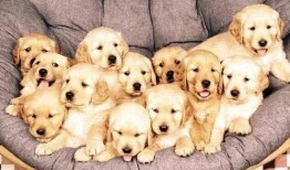 胖犬来爆料最新一期,最新一期节目幕后花絮大曝光！