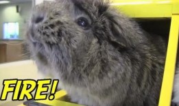 豚鼠电影在线观看,揭秘动物世界的生存法则