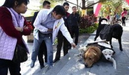 最新台湾狗崽爆料,揭秘政坛幕后黑幕