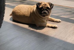 爆料人巴哥巴弟视频合集,揭秘爆料背后的精彩瞬间