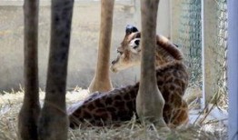 动物世界最新爆料,揭秘神秘生物新发现，探索未知生态奥秘