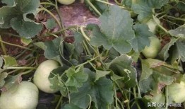 甜瓜爆料完整视频大全,完整视频大全精彩瞬间大盘点