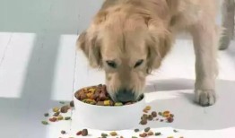 胖犬来爆料最新一期,最新一期节目幕后花絮大曝光！