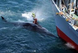 日本人捕鲸爆料视频,独家视频曝光残忍捕鲸过程