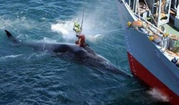 日本人捕鲸爆料视频,独家视频曝光残忍捕鲸过程