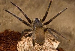 岩浆毒蛛在线观看,在线惊悚探险之旅