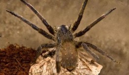 岩浆毒蛛在线观看,在线惊悚探险之旅