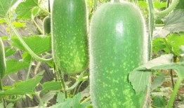 网红肖喆吃瓜图片大全