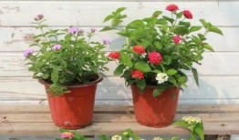 深圳摄影师爆料视频最新,揭秘城市光影背后的故事