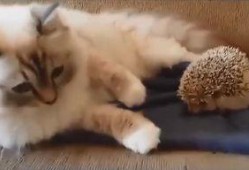 肥猫最新爆料视频,揭秘娱乐圈惊人内幕！