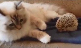 肥猫最新爆料视频,揭秘娱乐圈惊人内幕！