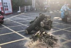 绵阳最新凯厦砍树爆料消息,真相与争议交织